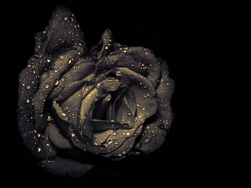 Rose, Sepia von Ruud Overes