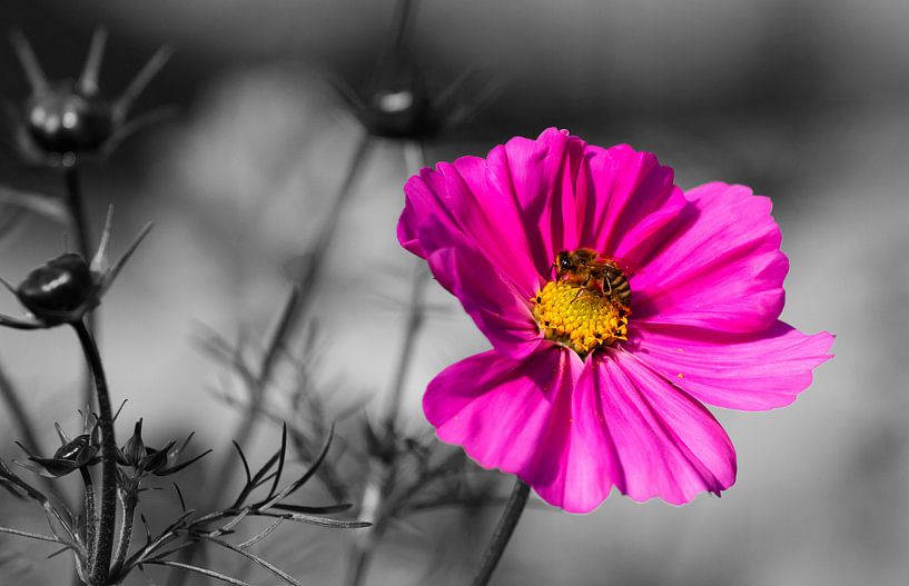 Cosmea von Ursula Di Chito