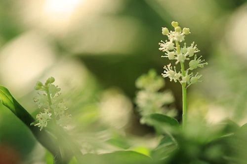 In den Wäldern von Annet van Heijster