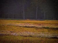 Elfenwiese