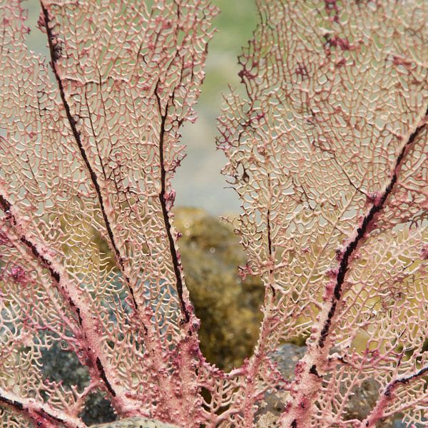 nature's lace par frederike simons
