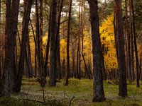 Zonlicht op de herfstblaadjes