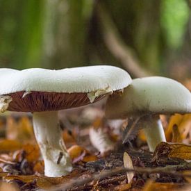 Deze paddenstoelen vormen afdakjes van didier de borle