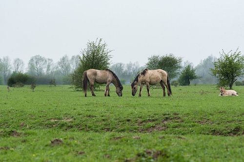 Veulen met ouders bij de Blaauwe Kamer