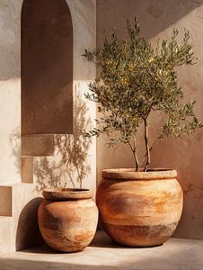 Mediterrane Terrakotta-Töpfe mit Olivenbaum in sanftem Sonnenlicht