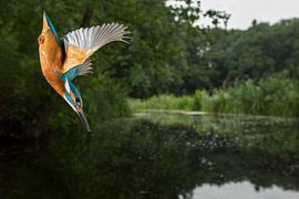 IJsvogel in vlucht van Jeroen Stel