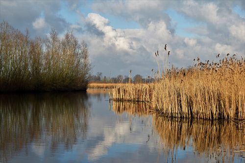 Paysage fluvial néerlandais typique avec des roseaux, des nuages et des arbres