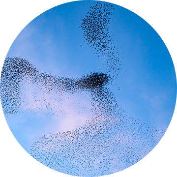 Spreeuwen zwerm tijdens zonsondergang