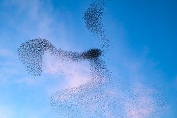 Starling murmuration during sunset at the end of the day by Sjoerd van der Wal Photography