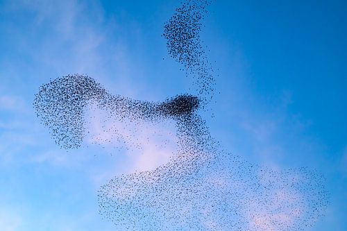 Spreeuwen zwerm tijdens zonsondergang