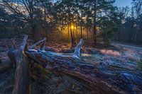 Joined in ghostly morning light.