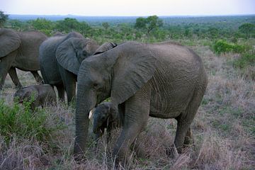 kiekeboe olifant by f th