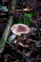 Paddenstoel in het bos