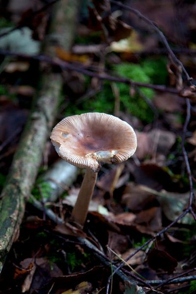 Paddenstoel in het bos van David Klumperman