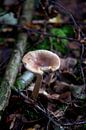 Paddenstoel in het bos van David Klumperman thumbnail