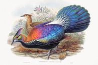 Pheasant, John Gould and Henry Constantine RichtLophophorus L'Huysi, John Gould and Henry Constantin by Meesterlijcke Meesters thumbnail