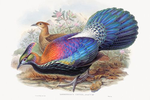 Fazant, John Gould en Henry Constantine RichterLophophorus L'Huysi, John Gould en Henry Constantine 