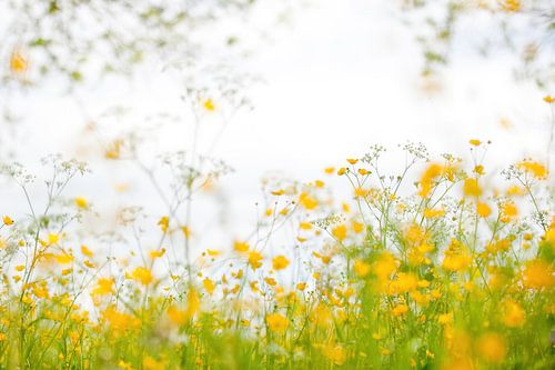 Yellow embrace - Buttercups