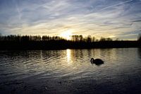 Swan in Sunset