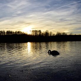 zwaan in de zonsondergang van Marcel Ethner