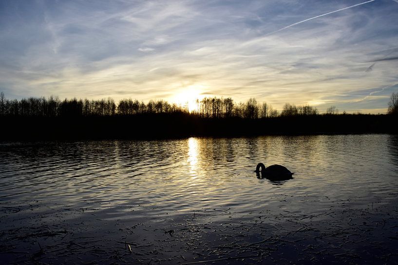 zwaan in de zonsondergang van Marcel Ethner