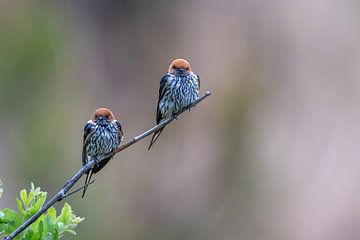 Kaapse zwaluwen in Rietvlei Zuid Afrika