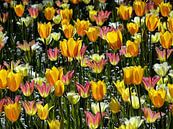 Tulpenwiesen von Renate Knapp Miniaturansicht