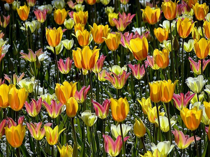 Prairies de tulipes par Renate Knapp