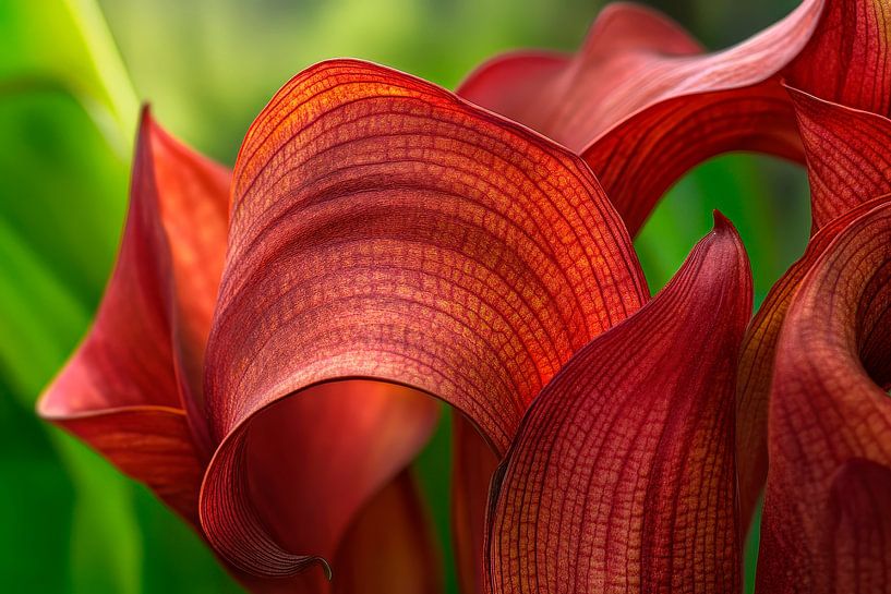 Red petals in the light by Poster Art Shop