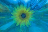 Le Tournesol (ode à Vincent van Gogh)