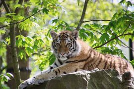 Entspannter Tiger von HB-Fotografie