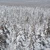 bomen onder de sneeuw in lapland Finland van Robinotof