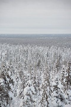 Des arbres sous la neige en Laponie finlandaise