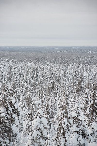 trees under the snow in lapland Finland by Robinotof