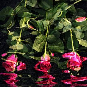 Rosenlikör