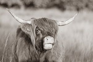 Highlander écossais sépia