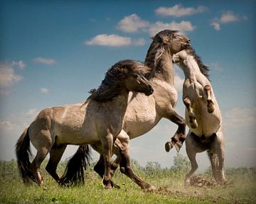 Dansende paarden van Henri Ton