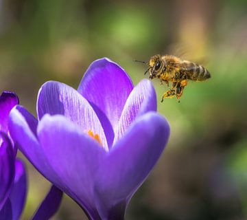 Une abeille vole vers une fleur de crocus violet sur ManfredFotos