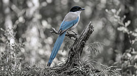 Pie à ailes bleues