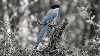 Azure-winged Magpie