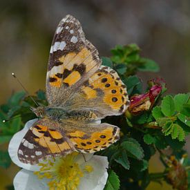 Natuur op Texel - Distelvlinder van Peter Schoo - Natuur & Landschap