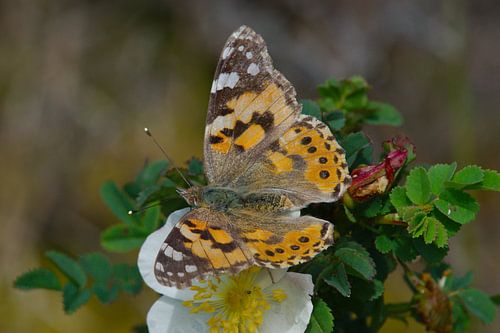 Natuur op Texel - Distelvlinder van Peter Schoo - Natuur & Landschap