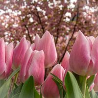 Tulpen en kersenbloesems