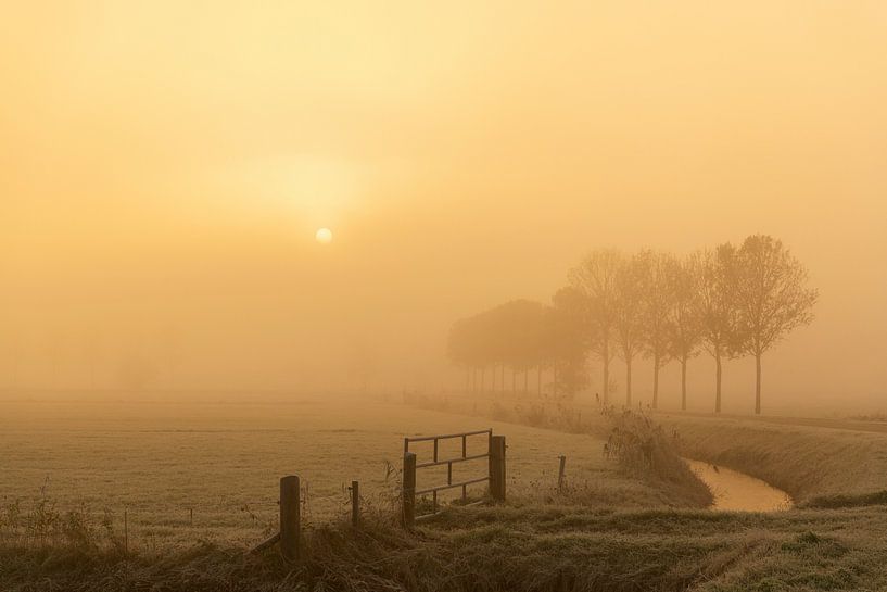 Neblige Morgenlandschaft im IJsseldelta bei Sonnenaufgang von Sjoerd van der Wal Fotografie