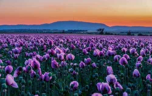 Coucher de soleil au-dessus du champ de graines de lin