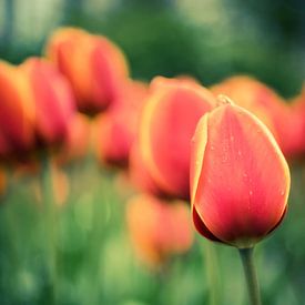 Round tulips in a row by Martijn Tilroe