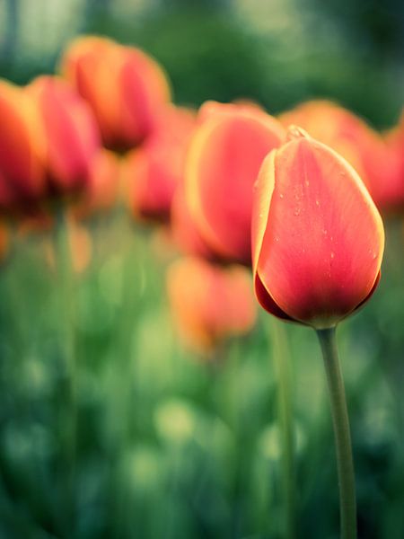 Round tulips in a row by Martijn Tilroe