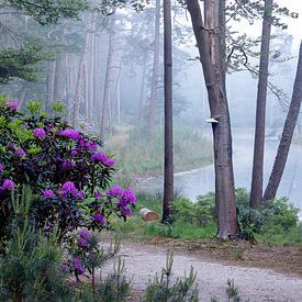 Rododendrons van Tamara  Verhoog