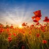 Idyllic sunset in a field of poppies by Melanie Viola