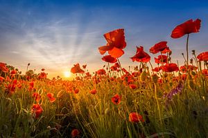 Coucher de soleil idyllique dans un champ de coquelicots